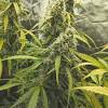 It takes a lot of your plant to produce a healthy bud, and they'll need to rest for an amount. Https Encrypted Tbn0 Gstatic Com Images Q Tbn And9gctrj Agwhijoyunh24k8mkpmp95bcttpmuhss3cdwpozgwxwnwd Usqp Cau