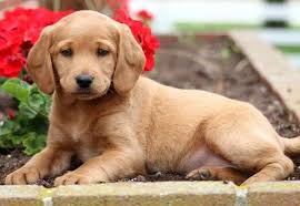 These dogs make ideal pets for families and they particularly like children. Mini Labradoodle Puppies For Sale For Sale In Philadelphia Pennsylvania Classified Americanlisted Com