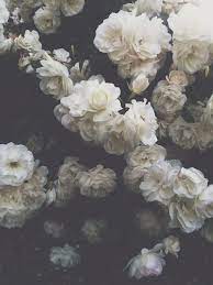 We did not find results for: Pin By Diana M Vogel On Gallery Stuff Flower Aesthetic Flower Phone Wallpaper Flower Wallpaper
