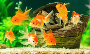 Jual perlengkapan aquarium dan hiasan taman batu alam flores harga by lexus feeney 06 aug, 2021 post a comment aquarium bentuk saung : 29 Ikan Hias Air Tawar Cantik Gambar Untuk Dipelihara