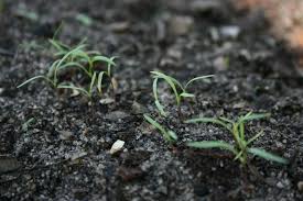 You should wait until your carrot seedlings are about an inch high before transplanting. Carrot Sprouts Up Close Before The Big Trim To Thin