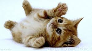 Photo De Chaton Trop Mignon A Imprimer Photos De Chats Mignons Photo De Chaton Chat Trop Mignon
