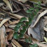 Image result for Adiantum soboliferum