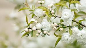 Free Hd Flower Jasmine Wallpapers Download White Flowers White Flower Wallpaper Types Of White Flowers