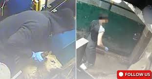 No camera! No camera!' Two slaughterhouse workers shouted at me as they  hustled me out of a Halal slaughterhouse in Brooklyn, New York. As I jogged  up the block away from the