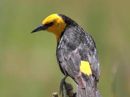 Passarinho ameaçado reaparece e salva terras no Pampa gaúcho - 19102021  - UOL ECOA