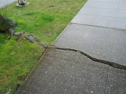 Resultado de imagem para a root breaking a sidewalk