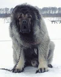Pin De Dtservet Em Caes Dog Caes Gigantes Caes Grandes Caes De Grande Porte