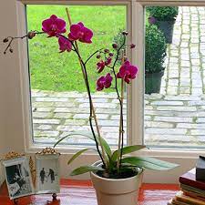 Are Orchids Safe For Cats Tuxedo Cat