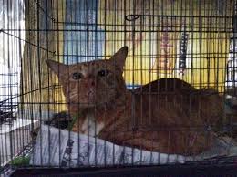 Even if your cat wasn't raised by dogs, your cat would panting to cool off. Cat Prison 145 Cats Locked Up In Cages By Bangkok Cat Lady Coconuts Bangkok