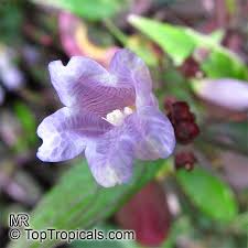 Image result for Strobilanthes anisophylla