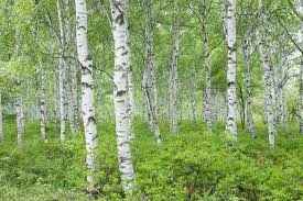 White Birch Trees For Sale Near Me 11 Birch Trees Common To North American Landscapes Types Of Birch Trees Birch Trees Garden White Birch Trees