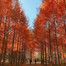 A 48 Hour Seoul Itinerary Experience The Best Of Seoul S Autumnal Beauty With Images Seoul Itinerary Nami Island Autumn In Korea