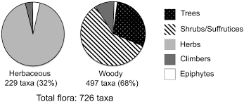 Image result for Rhytachne robusta