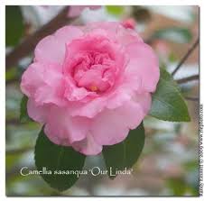 Randy Meg S Garden Paradise Camellia Flower Camellia Flowers