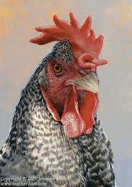 Moss Hen Moa Original Acrylic Painting Of A Barred Rock Chicken Chicken Painting Rooster Painting Chicken Art