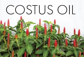 Image result for Costus