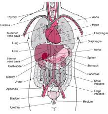 Every matter can be linked by way of referrals using examination quizzes and this also provides the best way to learn along with realize human body structure plus the body. Free Diagrams Human Body Human Body Organ Diagram Appendix Human Body Anatomy Human Body Organs Body Organs Diagram