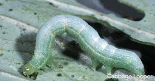 We did not find results for: Control Cabbage Looper Caterpillar Worms 15 Tips How To Get Rid Of Them