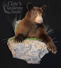 Black Bear Half Mount Pin On My Taxidermy Work