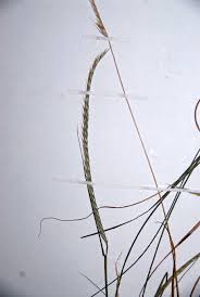 Image result for Enteropogon