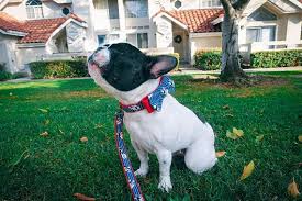 French Bulldog Collar Boston Terrier Collar Frenchie Dog Dog Collar Boy Girl Dog Collars Holiday Dog Collar