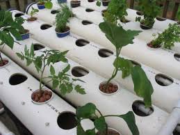 Many of these concepts can be incorporated into homemade hydroponics systems. Build Pvc Hydroponic System Hydroponics And Aquaponics Tips And Tricks