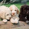 Looking for puppies for sale? Https Encrypted Tbn0 Gstatic Com Images Q Tbn And9gcqcpkdscq2fie302vonlhdu4nday8d0qfzmqvzmayr7wmjgn5zx Usqp Cau