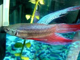 I will be using epsom salts, or magnesium sulfate, in today's. How To Deal With The Top Betta Fish Diseases