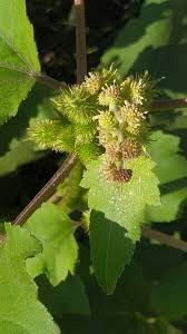 Image result for Xanthium