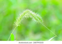 Image result for Setaria longiseta