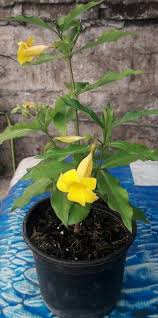 Alamanda Jazmin De Cuba Trompeta Amarilla Trompeta Dorada Allamanda Cathartica Es Unaplanta Trepadora O Enredadera C Plants Outdoor Retreat Outdoor