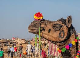 Cut out the donkey tails and trim the bottom of the poster so it looks neat. Two Days At The Pushkar Camel Fair India Up Close