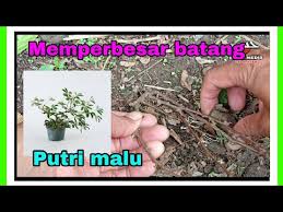 Cara Bikin Bonsai Putri Malu Cahunit Com