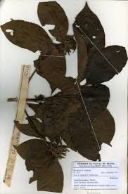 Image result for Leptactina