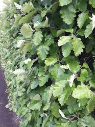 Image result for site:byggahus.se klippa