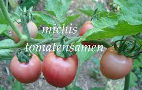The manitoba provincial nominee program. Tomate Manitoba Fruhe Sorte Aus Kanada Kaltetolerant
