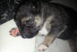 Los Ojos De Los Cachorros Cuando Los Abren El Mini Zoo