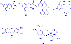 Image result for Gouania tiliifolia