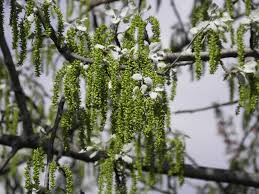 Image result for Populus