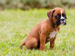 Select from premium boxer hund images of the highest quality. Erziehung Von Boxer Welpen Tipps