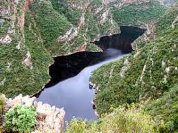 Image result for Litanthus pusillus