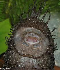 Find the best deals on wels vacation packages we have wels vacation deals for you! Ancistrus Sp L 181 L Numbers Database Welsfans