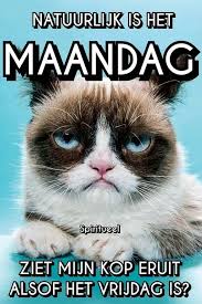 Profielfoto Grappige Huisdieren Grappige Dierenhumor Grappige Citaten Humor