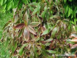 Image result for Acalypha segetalis