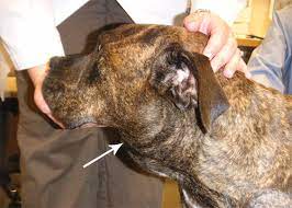 The swelling isn't painful, but it's important to take your dog to the vet as soon as possible. Canine Lymphoma College Of Veterinary Medicine Purdue University