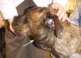 Know that it is normal to feel guilty about euthanizing your dog. Canine Lymphoma College Of Veterinary Medicine Purdue University