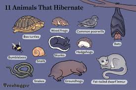 11 Animals That Hibernate Besides Bears