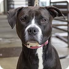The american pit bull terrier was created by mixing different bulldog & terrier breeds in the 1800's. Richmond Va American Staffordshire Terrier Boxer Mix Meet Appleby A Dog For Adoption Dog Adoption American Staffordshire Terrier Pets