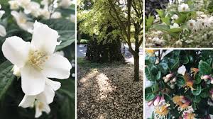 Pacific northwest grown, open pollinated, and organic seed. What S Blooming Now June In Seattle Board Vellum